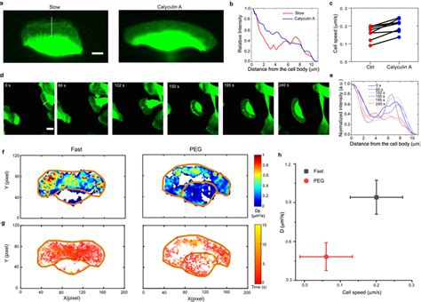 Reversible Transitions In Both The Lamellipodium Structure And