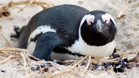 2 Penguin Jantan Dinobatkan Jadi Induk Gay Pertama Di Kebun Binatang