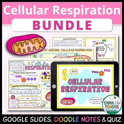 Cellular Respiration Lesson Emmatheteachie Resources