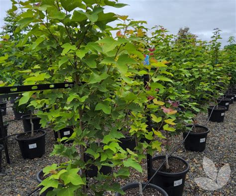 Liquidambar Formosana Evergreen Formosa Sweet Gum Trees