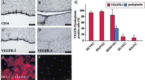 Human Umbilical Vein Endothelial Cells Ecs But Not Umbilical Artery