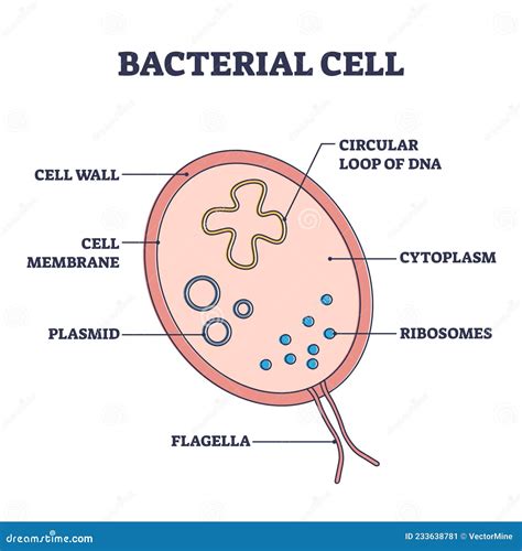 Bacterial Cell Structure