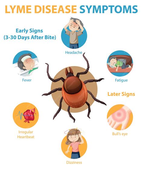 Sintomas Da Doenca De Lyme - Infográfico de informações sobre os sintomas da doença de lyme | Vetor ...