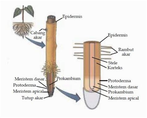 Bagian Bagian Akar Pada Tumbuhan - IMAGESEE