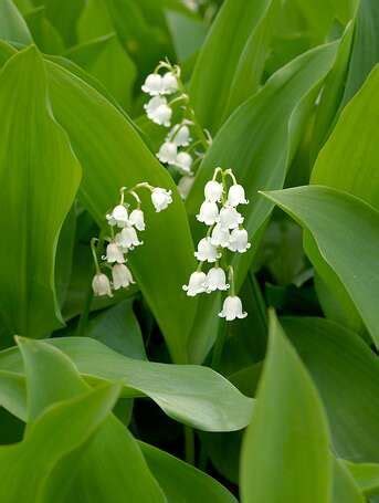 Underused Perennials That Will Bring Unexpected Beauty To Your