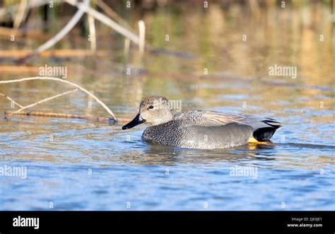 Gadwall Male Drake Stock Photo - Alamy