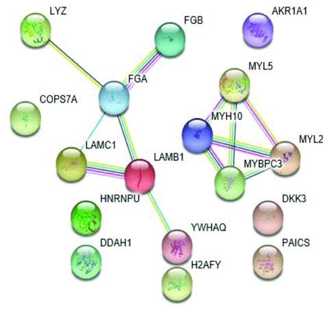 The Protein Protein Interaction Network For The 17 Identified