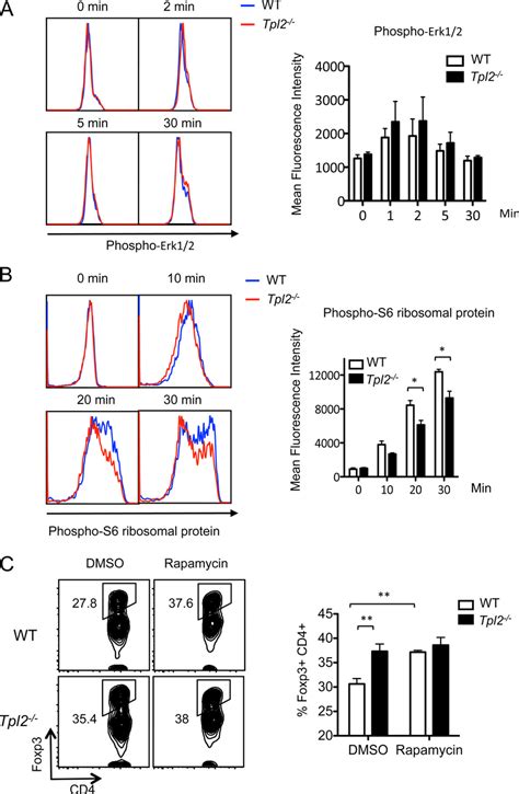 Tpl Promotes The Activation Of The Mtor Pathway In Response To Tcr