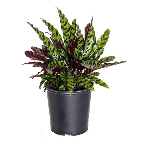 United Nursery Live Calathea Rattlesnake Prayer Plant Goeppertia