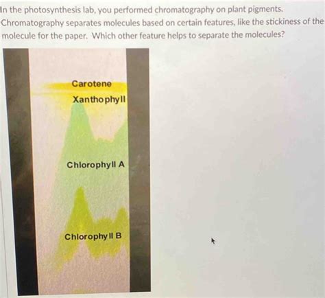 Solved: In the photosynthesis lab, you performed chromatography on plant pigments ...