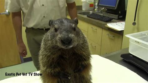 Groundhog Eating A Banana Exotic Pet Vet Uncut Youtube