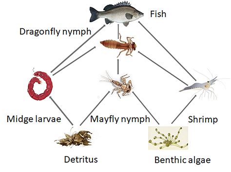 Wetland Food Web Wetland Animals Food Web Find A Food Chain From