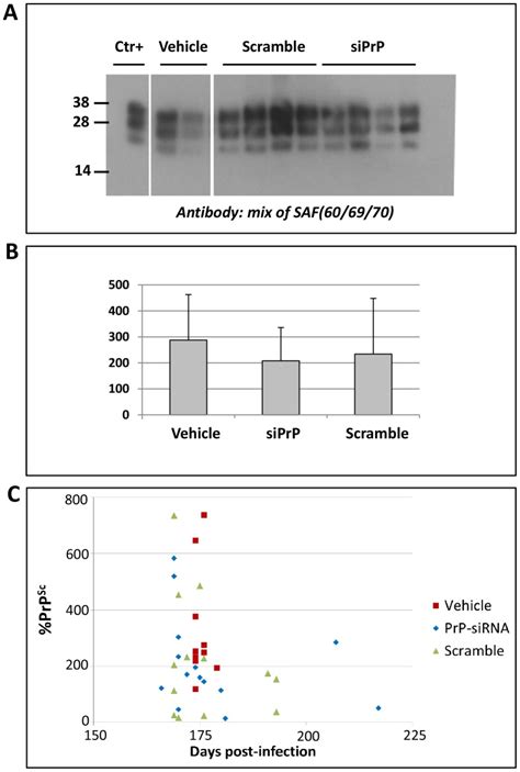 Western Blot Analysis Of Prpsc In Mouse Brain Lysates Panel A Only