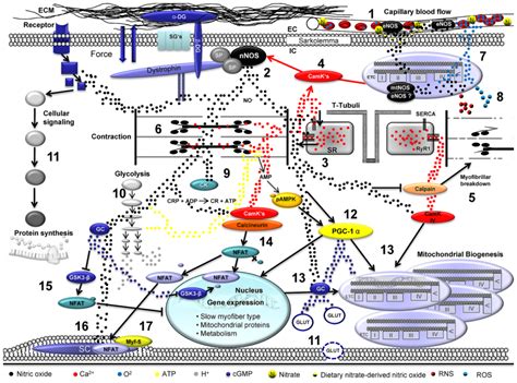 Ijms Free Full Text Skeletal Muscle Function During Exercise—fine