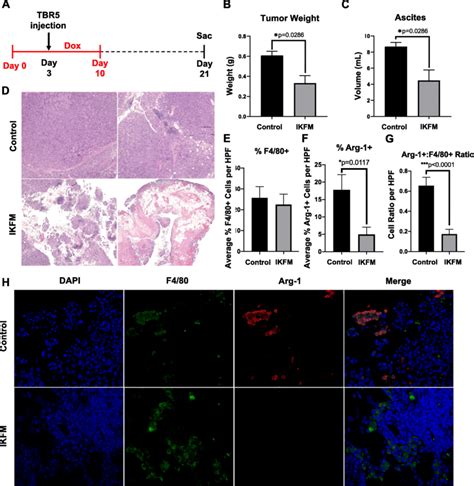 Decreased tumor burden and M2 macrophages following NF κB activation in