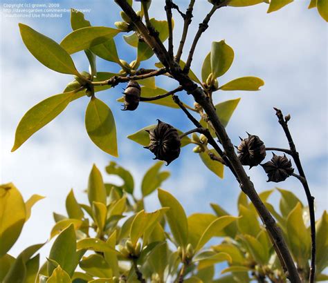 Star Anise Plant