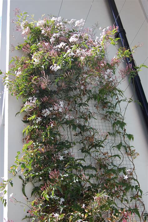 Pink Jasmine Flower Trellis Vine Trellis Flower Garden Evergreen