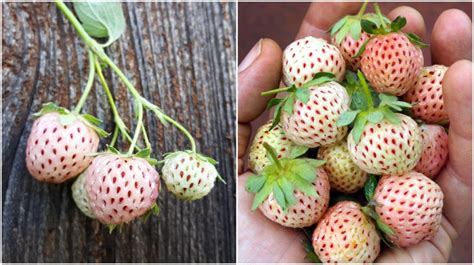 How To Grow Pineberries The White Strawberry With A Tropical Flavor