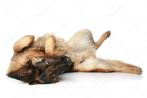 German Shepherd Dog Lying On His Back And Rests — Stock Photo