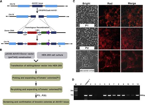 Generation Of A Double Fluorescent Reporter System At The Human Aavs1 Download Scientific