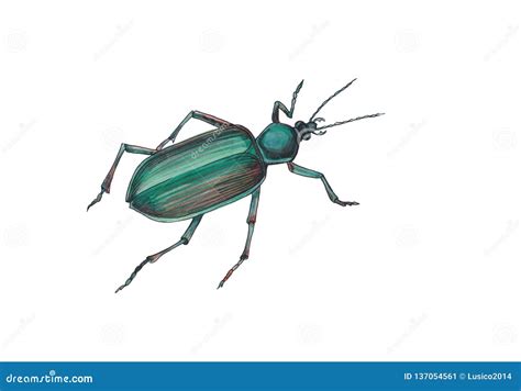 Watercolor Illustration Of Green Beetle Stock Illustration