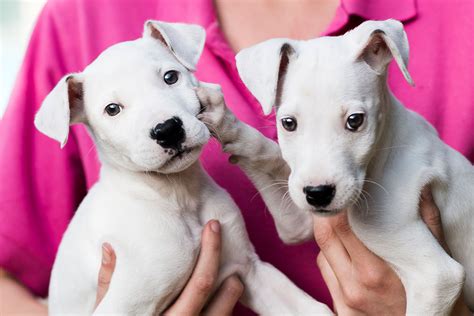 Central West (Orange) Shelter | RSPCA NSW - RSPCA NSW