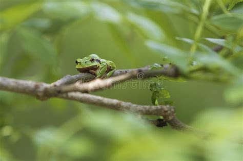 Green Arborea Hyla De Grenouille D Arbre De Grenouille D Arbre Reposant