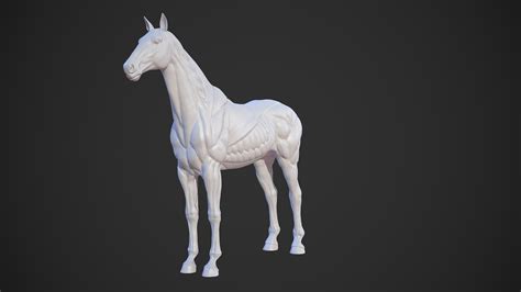 Animal horse anatomy skin model - TurboSquid 1582644