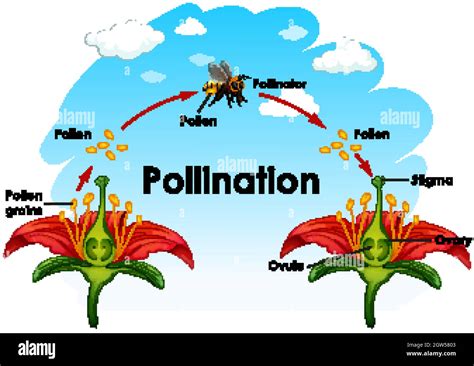 diagram showing pollination  flower  bee stock vector image
