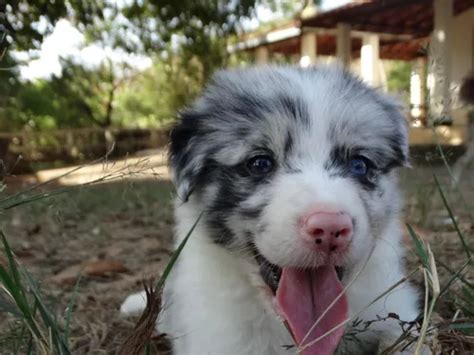 Filhote De Border Collie Parcelamento Sem Juros