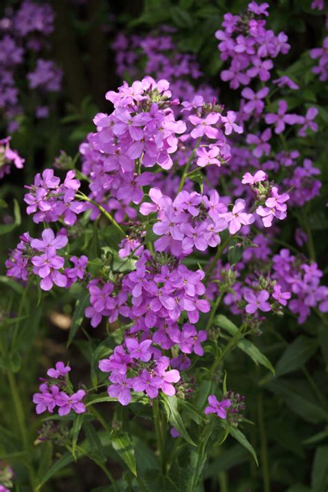 Hesperis Matronalis Damastbloem Bloemenpark Appeltern