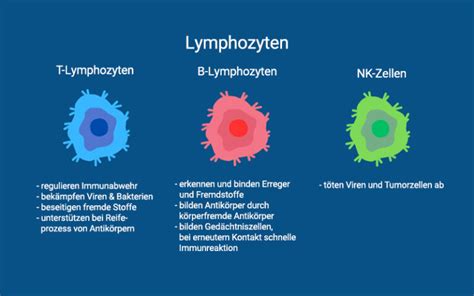 Lymphozyten Werte Und Bedeutung Praktischarzt