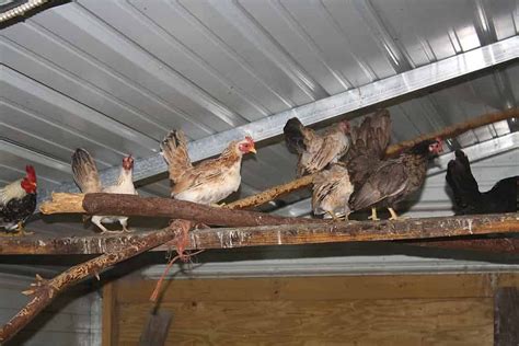 All About Chicken Roosting Ideas For Your Chicken Coop Chicken Perches Chicken Roost Coop