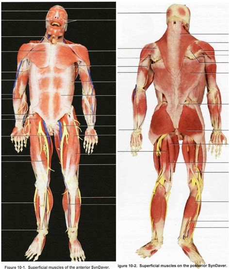 Biol 251 Lab Practical 2 Syndaver Diagram Quizlet