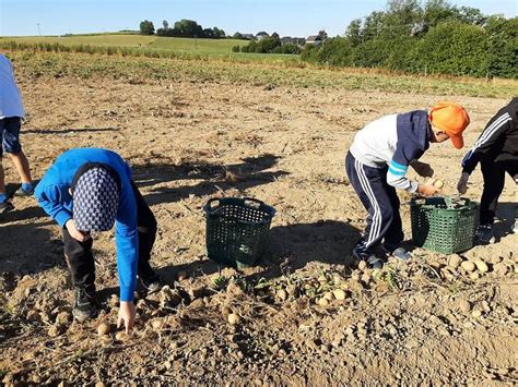 Kartoffeln Ernten Auf Hof Kotthausen Ggs Hackenberg