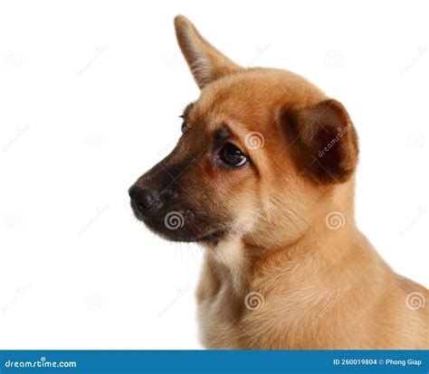 Mutts Face On A Gray Background Stock Photo Image Of Animals Pets