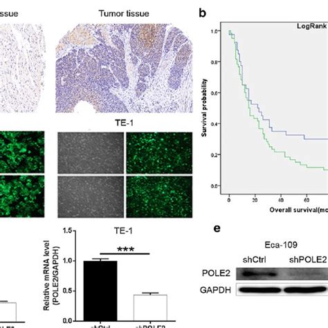 Knockdown Of Pole Inhibits Cell Migration In Escc Cells A Cell