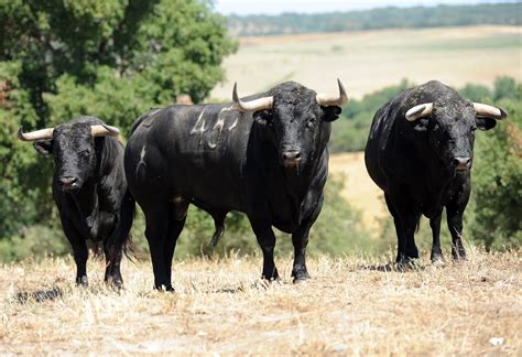 Farpas Blogue Alta Competi O E Toiros De Verdade Veiga Teixeira