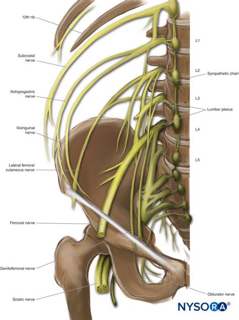 Lumbar Plexus Anatomy