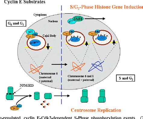 Table From Cell Cycle Dysregulation In Breast Cancer Breast Cancer