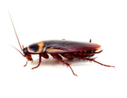 How To Get Rid Of American Cockroaches Aka Palmetto Bugs In Florida