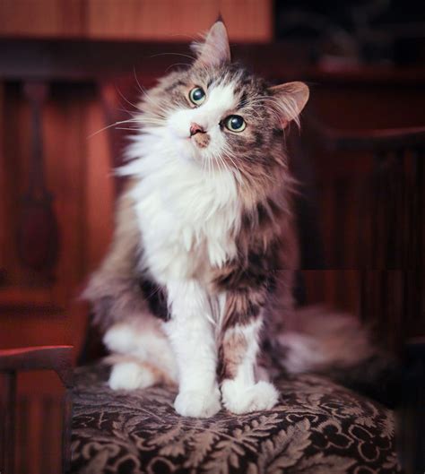 My Long Haired Cat That I Love To Photograph Beautiful Cats Pretty