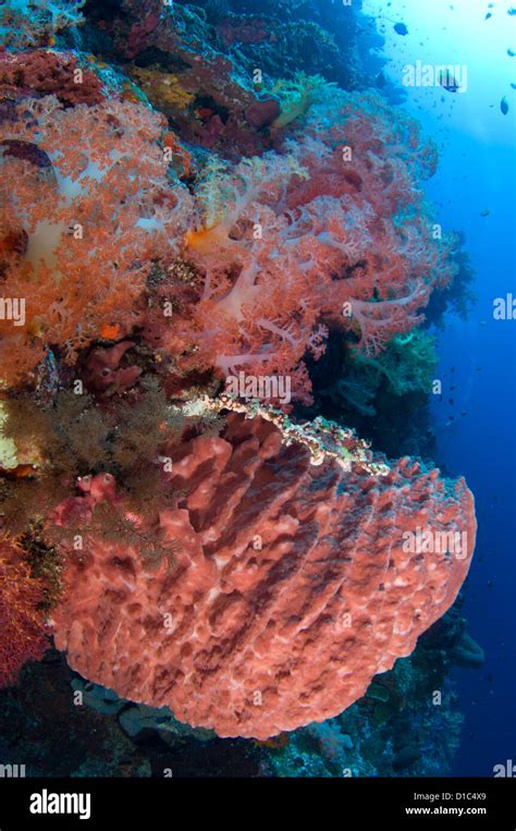 sponge  soft corals spice islands maluku region halmahera
