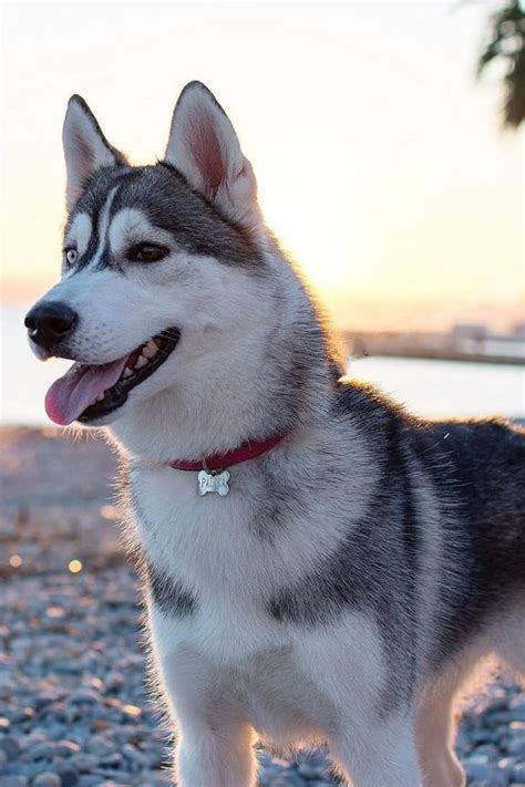 Site Revela O Melhor Treinamento De Adestramento Canino Do Brasil