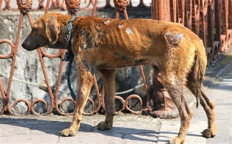 Maltrato Animal Denuncia A Tu Vecino Para Que Vaya A La Cárcel