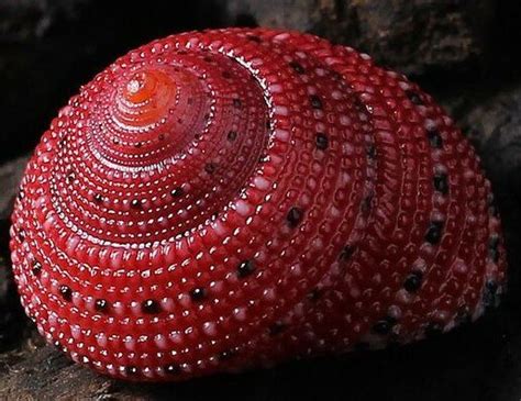 ВЕЛИКОЛЕПНЫЕ РАКОВИНЫ, КОТОРЫЕ НЕ УСТУПАЮТ ПО КРАСОТЕ ДРАГОЦЕННЫМ ...