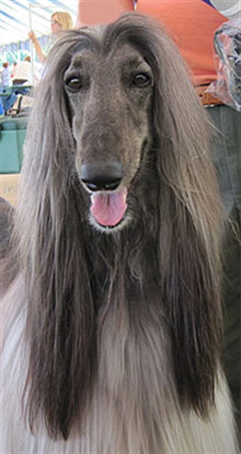 afghan hound dog - hound dog breeds from the online dog encyclopedia - dogs in depth.com