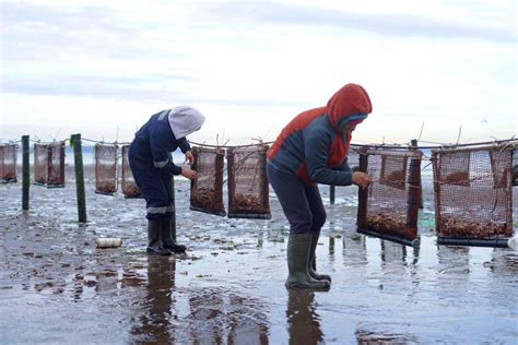 Puerto Montt Algueros Avanzan En La Diversificaci N Productiva Con