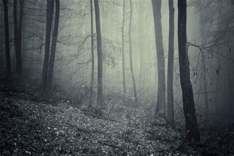 Spooky Forest With Blue Fog On Halloween Stock Photo - Image of evening ...