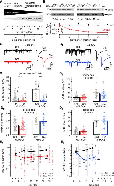 Figure 1 From Acute Complexin Knockout Abates Spontaneous And Evoked